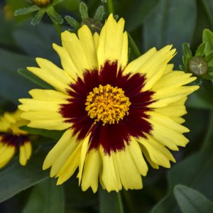 COREOPSIS UPTICK YELLOW AND RED TICKSEED