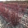 CORNUS ARCTIC FIRE RED TWIG DOGWOOD