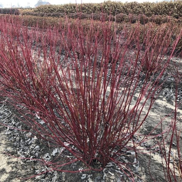 CORNUS ARCTIC FIRE RED TWIG DOGWOOD