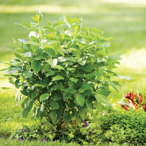 CORNUS ARCTIC FIRE RED TWIG DOGWOOD