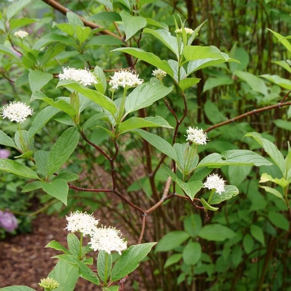 CORNUS ARCTIC FIRE RED TWIG DOGWOOD