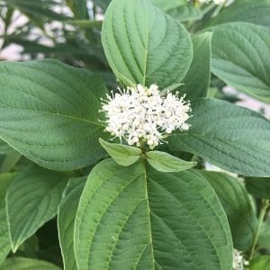 CORNUS ARCTIC FIRE YELLOW TWIG DOGWOOD