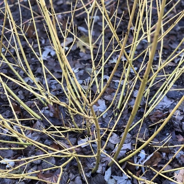 CORNUS ARCTIC FIRE YELLOW TWIG DOGWOOD