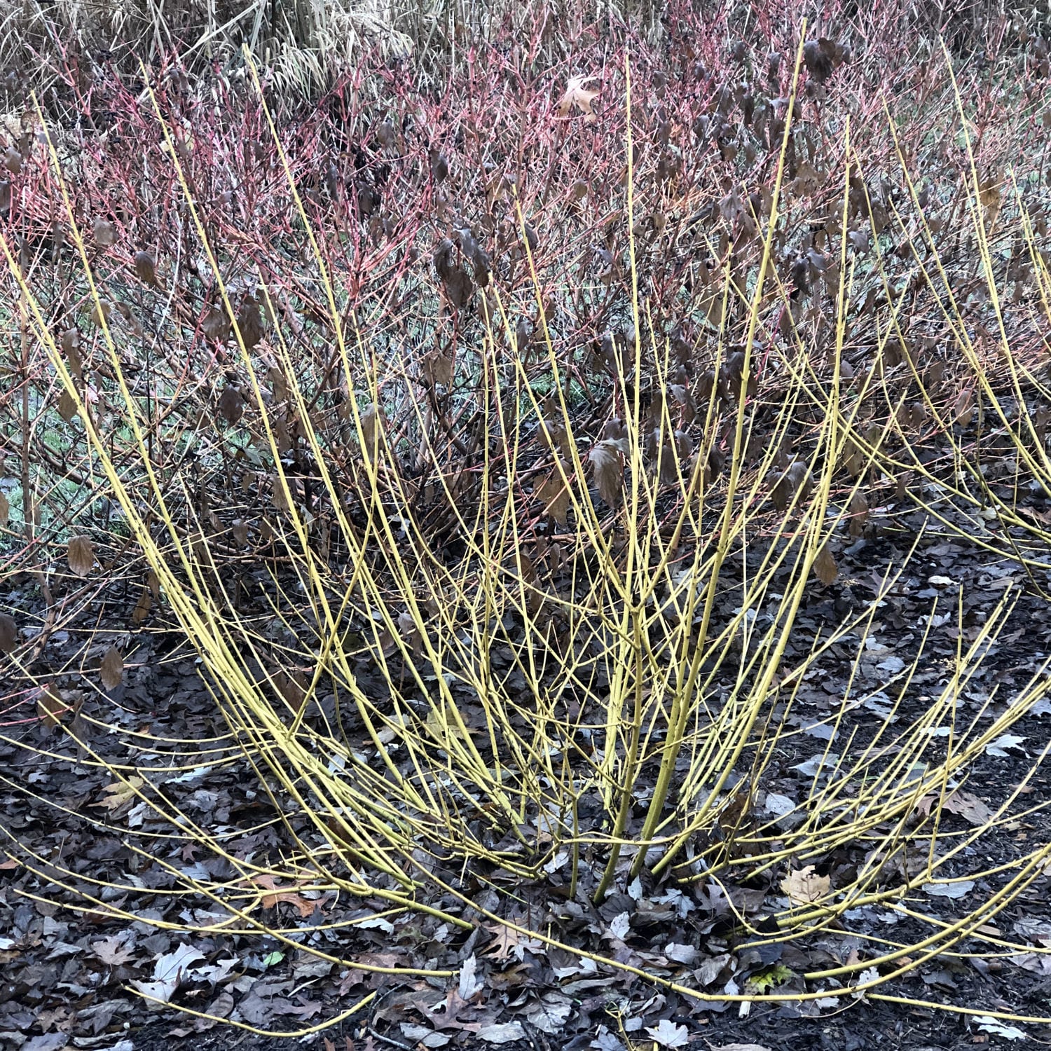 CORNUS ARCTIC FIRE YELLOW TWIG DOGWOOD