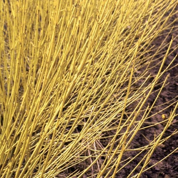 CORNUS ARCTIC FIRE YELLOW TWIG DOGWOOD