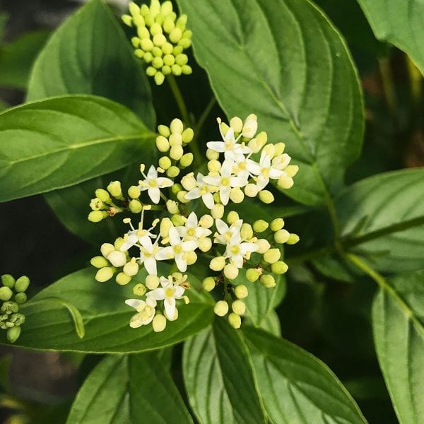 CORNUS ARCTIC FIRE YELLOW TWIG DOGWOOD