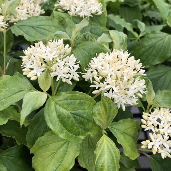 CORNUS ARCTIC SUN DOGWOOD