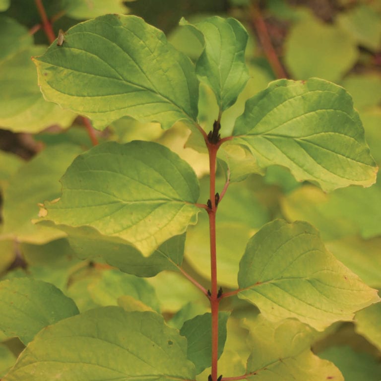 Cornus ARCTIC SUN Buy Dogwood Shrubs Online