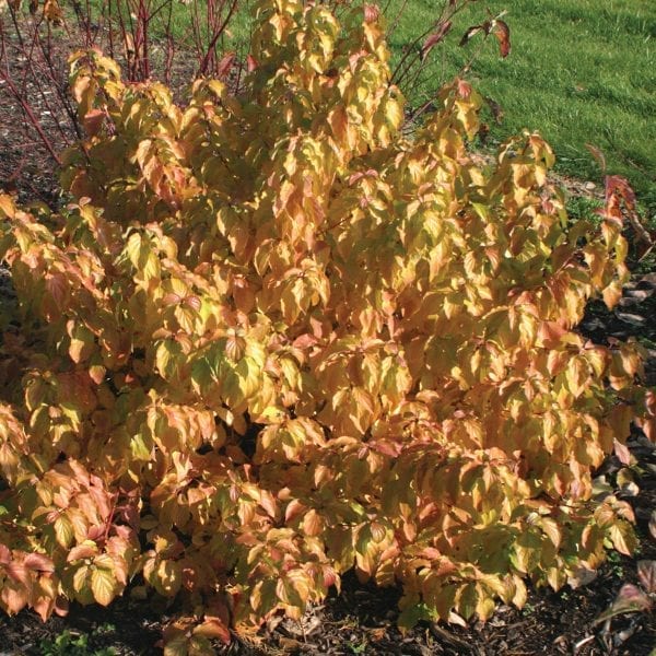 CORNUS ARCTIC SUN DOGWOOD