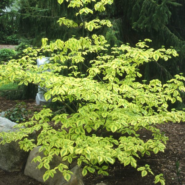 CORNUS GOLDEN SHADOWS DOGWOOD