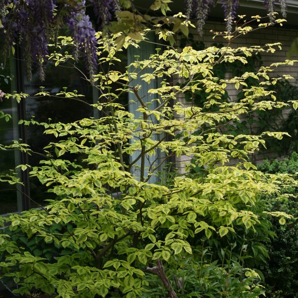 CORNUS GOLDEN SHADOWS DOGWOOD