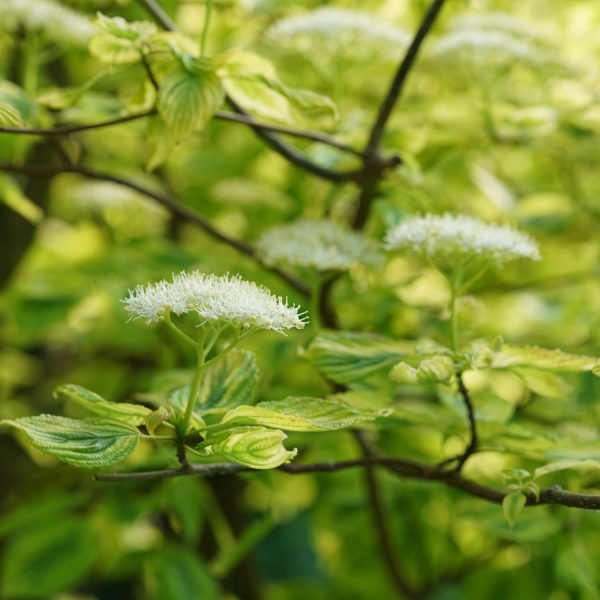 CORNUS GOLDEN SHADOWS DOGWOOD