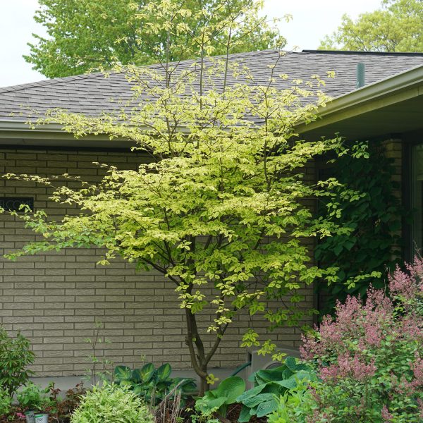 CORNUS GOLDEN SHADOWS DOGWOOD