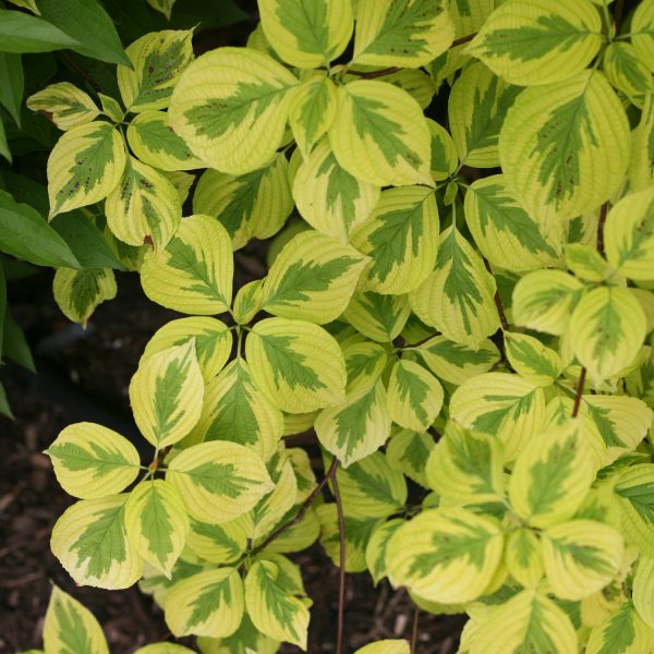 CORNUS GOLDEN SHADOWS DOGWOOD