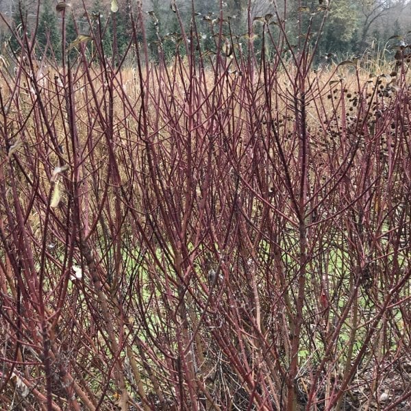 CORNUS PUCKER UP DOGWOOD RED TWIG