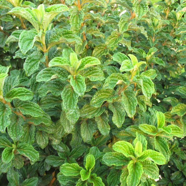 CORNUS PUCKER UP DOGWOOD RED TWIG