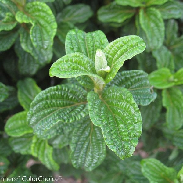 CORNUS PUCKER UP DOGWOOD RED TWIG