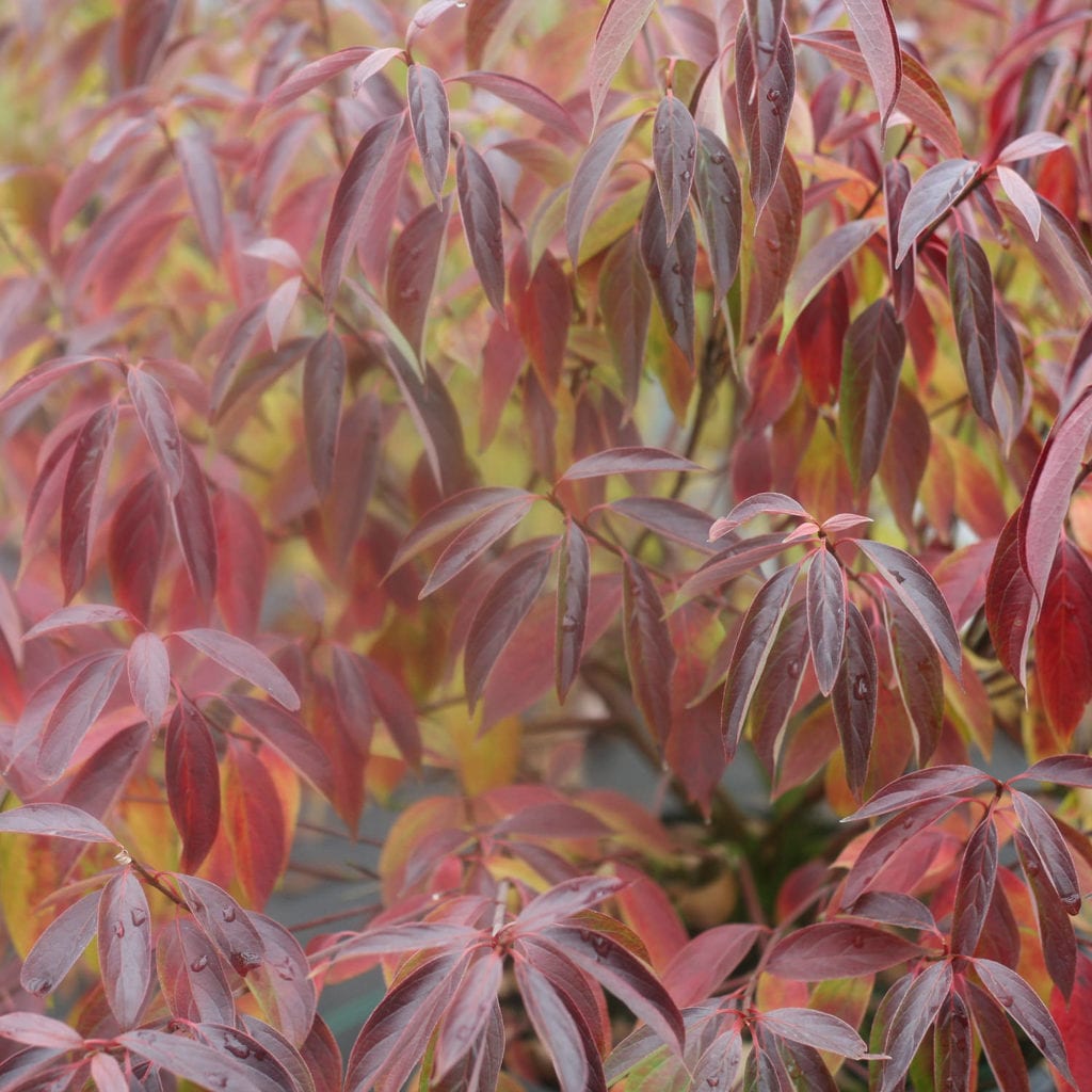 CORNUS RED ROVER SILKY DOGWOOD