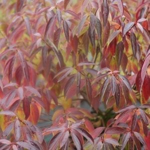 CORNUS RED ROVER SILKY DOGWOOD