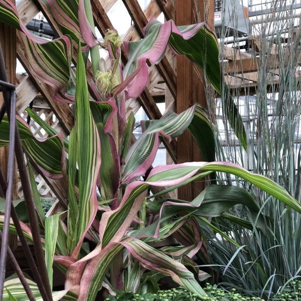 CORN PINK ZEBRA ORNAMENTAL CORN