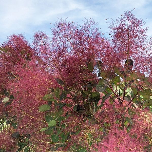 COTINUS THE VELVET FOG SMOKEBUSH