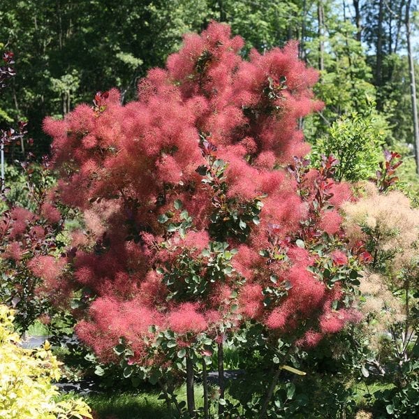 COTINUS THE VELVET FOG SMOKEBUSH