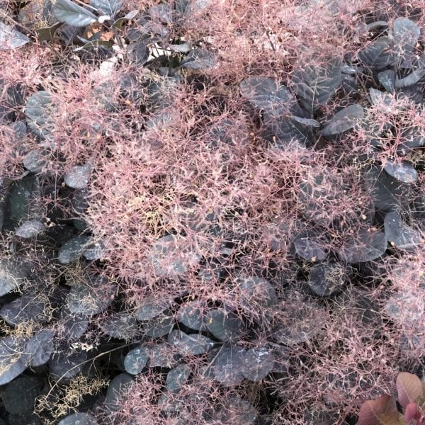 COTINUS WINECRAFT BLACK SMOKEBUSH