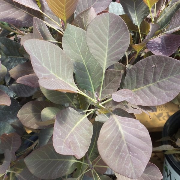 COTINUS WINECRAFT BLACK SMOKEBUSH