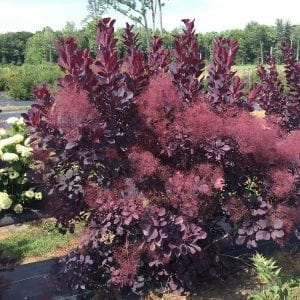 Smokebush - Cotinus