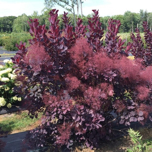 COTINUS WINECRAFT BLACK SMOKEBUSH