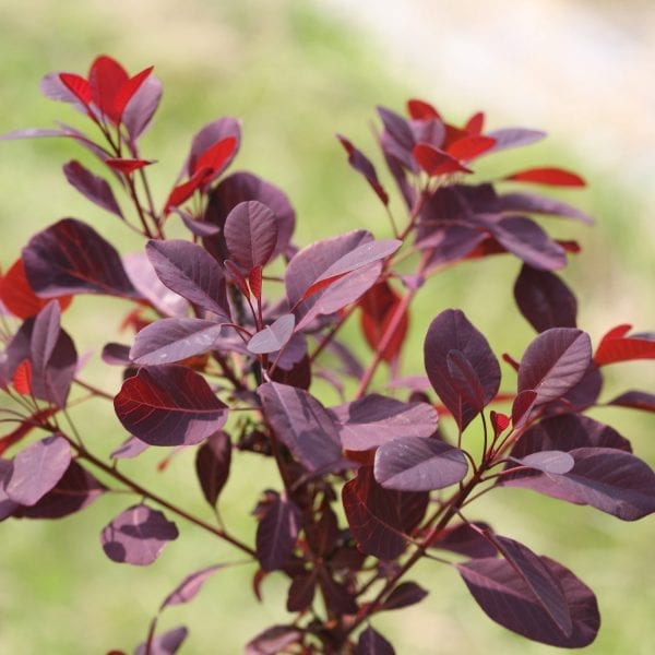 COTINUS WINECRAFT BLACK SMOKEBUSH