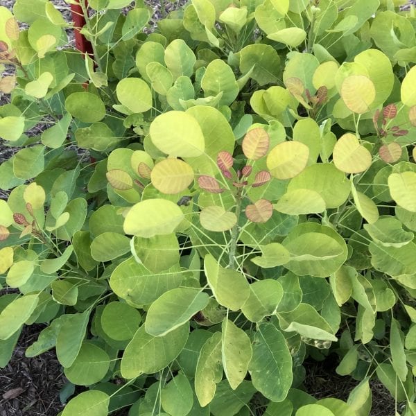 COTINUS WINECRAFT GOLD SMOKEBUSH