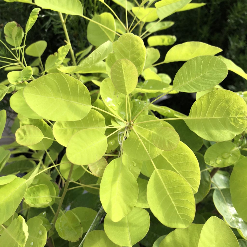 WINECRAFT GOLD® Smokebush (Cotinus) Order Online