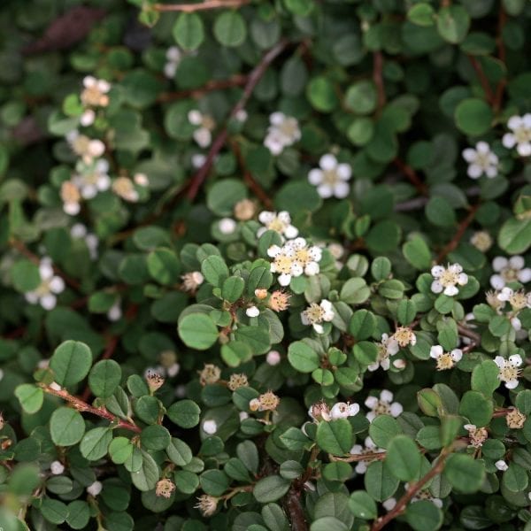 COTONEASTER LITTLE DIPPER COTONEASTER