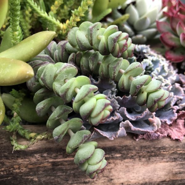 CRASSULA BABY NECKLACE CRASSULA