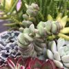 CRASSULA BABY NECKLACE CRASSULA