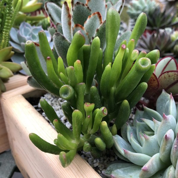 CRASSULA HOBBIT CRASSULA