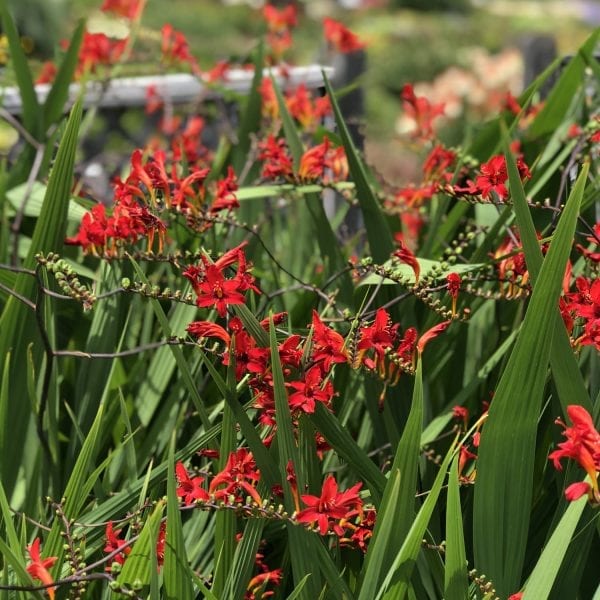 CROCOSMIA LUCIFER CROCOSMIA