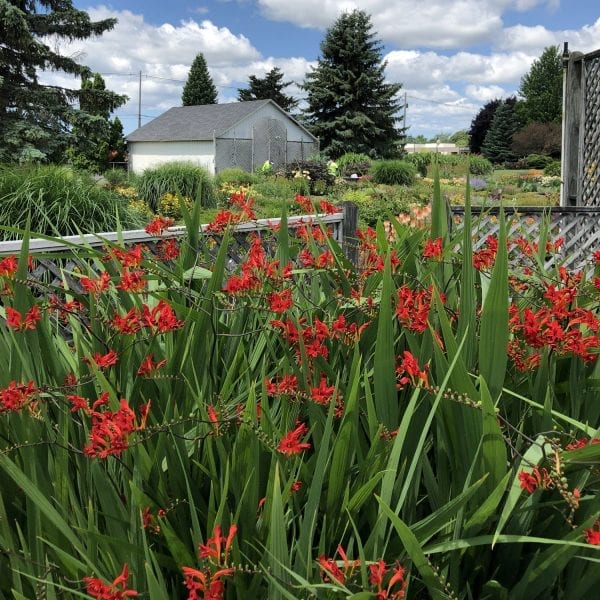 CROCOSMIA LUCIFER CROCOSMIA