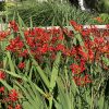 CROCOSMIA LUCIFER CROCOSMIA