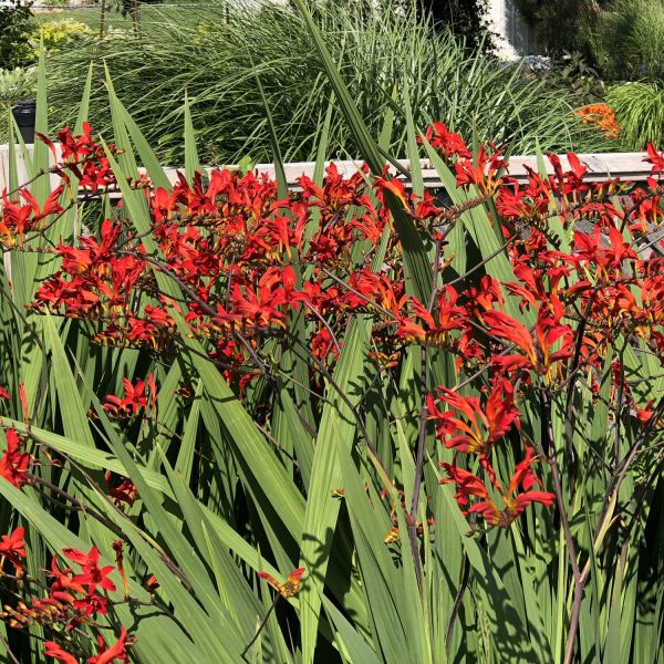 CROCOSMIA LUCIFER CROCOSMIA