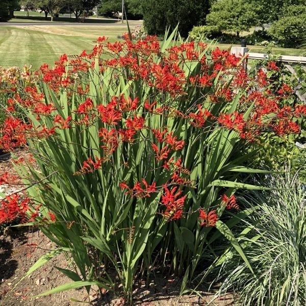 CROCOSMIA LUCIFER CROCOSMIA