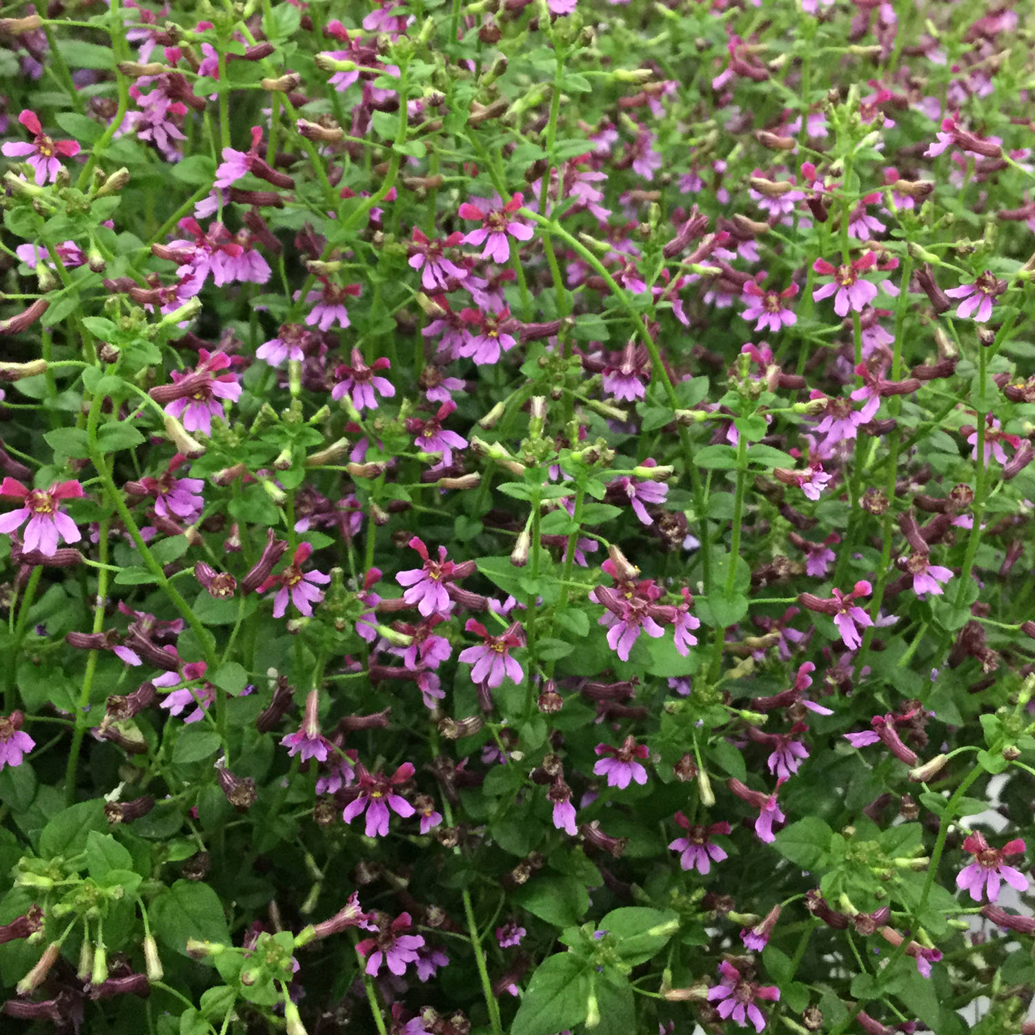 Cuphea FAIRY DUST Pink - Buy Cuphea Annuals Online