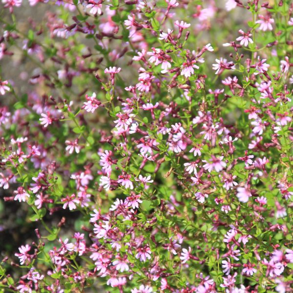 CUPHEA FAIRY DUST PINK CUPHEA