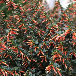 CUPHEA VERMILLIONAIRE LARGE FIRECRACKER PLANT