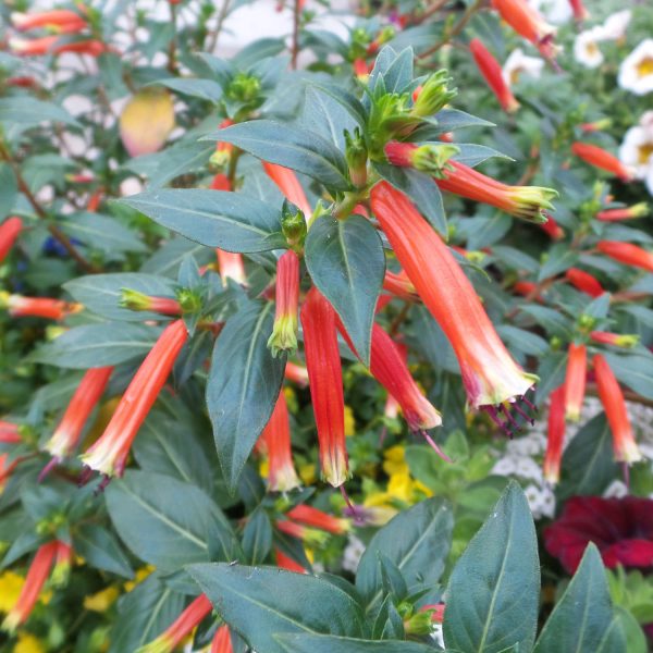 CUPHEA VERMILLIONAIRE LARGE FIRECRACKER PLANT