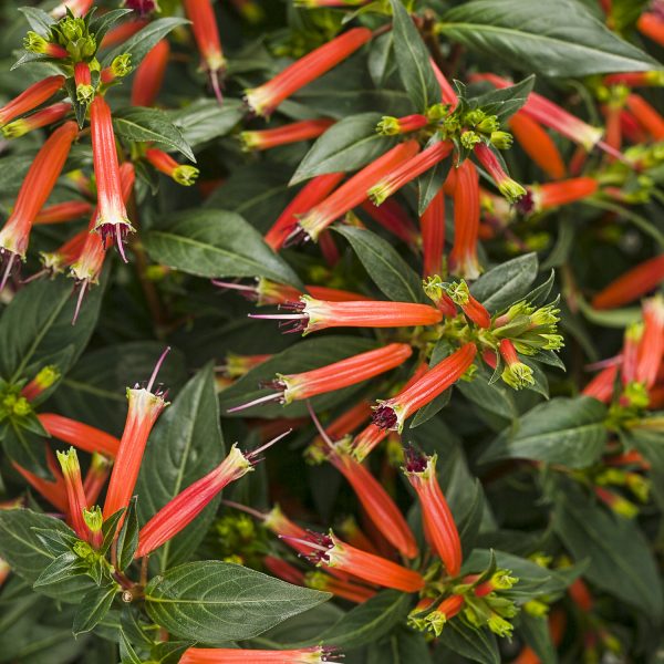 CUPHEA VERMILLIONAIRE LARGE FIRECRACKER PLANT