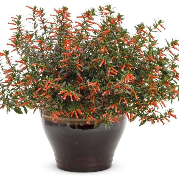 CUPHEA VERMILLIONAIRE LARGE FIRECRACKER PLANT