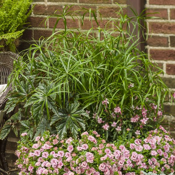 CYPERUS GRACEFUL GRASSES BABY TUT EGYPTIAN PAPYRUS DWARF