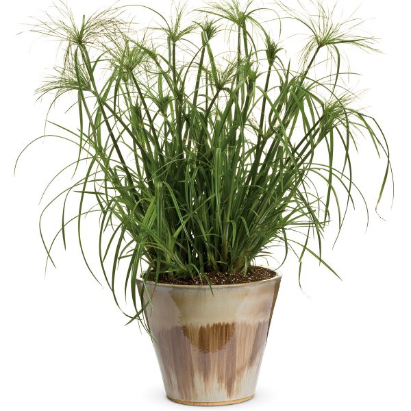 CYPERUS GRACEFUL GRASSES KING TUT EGYPTIAN PAPYRUS